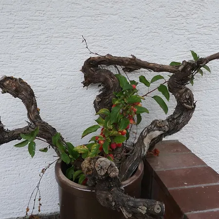 Prázdninový dům Auszeit